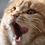David_Kocher